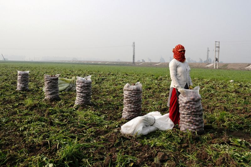 Factbox-India-US trade talks go off rails on row over farm markets