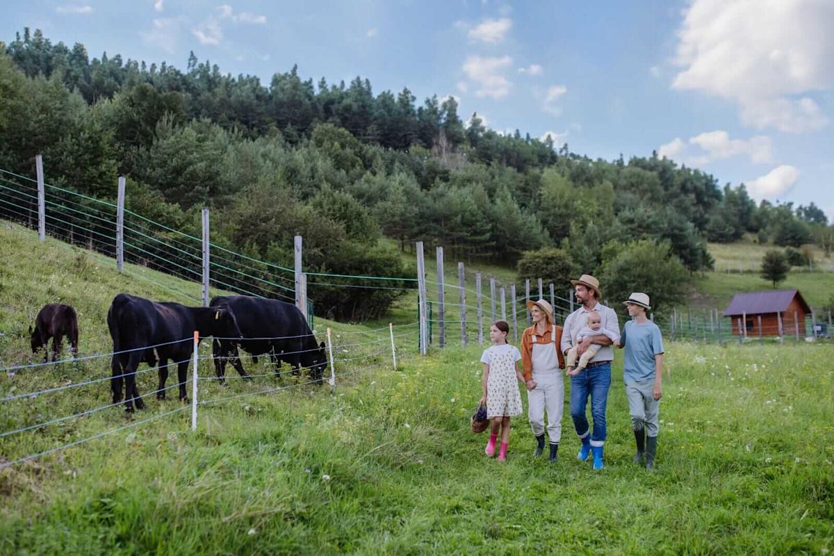 Cattle Extend to New Highs on Tuesday