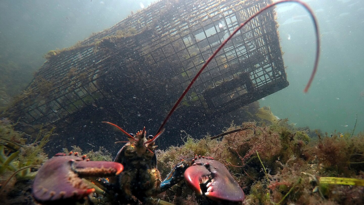 <br />
<b>Warning</b>:  Undefined variable $myimgalt in <b>/www/wwwroot/amtomessage.com/wp-content/themes/ennews001/single.php</b> on line <b>213</b><br />
