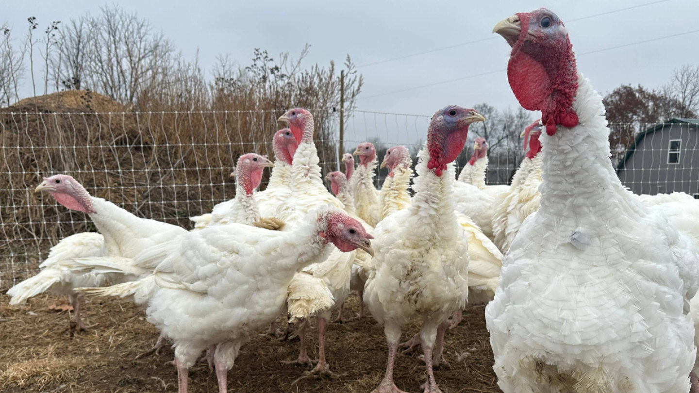 Thanksgiving prices don’t reflect bird flu’s recent toll on turkeys